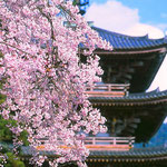 京都　醍醐寺（地図右下⑧）　五重塔としだれ桜 この桜を撮るために、数回この場所に通いました。