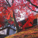 京都　神護寺（地図左上②）   斜面に落ちた紅葉が綺麗でした。
