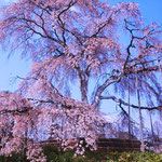 京都　円山公園　枝垂れ桜 （地図右中央⑬）   京都で一番有名な枝垂れ桜です。 夜のライトアップが綺麗です。 夜になると桜の周りで大宴会が繰り広げられます。