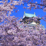 大阪城   桜の中に大阪城を入れるように工夫しました。