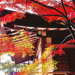京都　大原三千院（地図右上①）   中庭の写真も撮りましたが、この写真が太陽の光を浴びて綺麗でした。