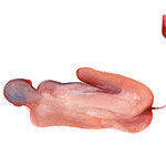 Untitled, 2021 . watercolor on paper . cm 33x24