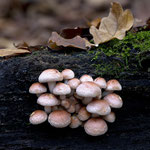Ziegelroter Schwefelkopf