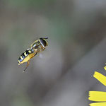 Mai 2022   Mondfleckschwebfliege