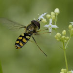 Juli 2024  Mondfleck-Feldschwebfliege