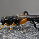 Februar 2025  Große Faulholz-Schwebfliege