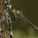 Glänzende Smaragtlibelle ♂