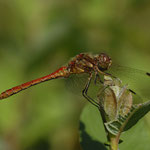 Gemeine Heidelibelle ♂