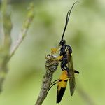 Januar 2024  Gelbe Schlupfwespe ♀
