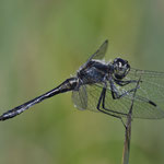 Schwarze Heidelibelle ♂