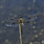 Vierfleck ♂
