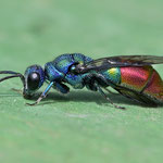 Oktober 2025  Goldwespe Chrysis fulgida