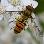 August 2025  Winterschwebfliege ♂