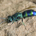 September 2025  Goldwespe Chrysis iris