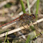 Große Heidelibelle ♂