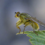September 2022   Gelbe Dungfliege ♂