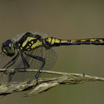 Schwarze Heidelibelle ♂