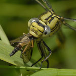 Westliche Keiljungfer ♂ beim fressen