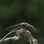 Gemeine Heidelibelle ♂