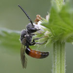 April 2023   Buckel-Blutbiene ♂
