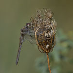Große Heidelibelle ♀