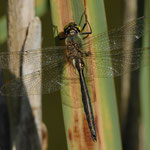 Glänzende Smaragtlibelle ♂