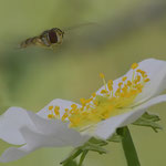Dezember 2023  Winterschwebfliege mit Feldrose