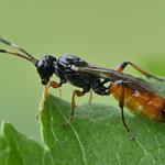 Mai 2025  Schlupfwespe Colpognathus celerator ♀