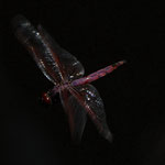 Violetter Sonnenzeiger ♂