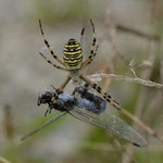 Südlicher Blaupfeil ♂