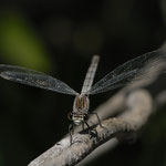 Blaue Orientjungfer ♀