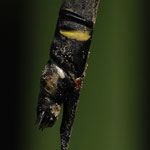 Zweigestreifte Quelljungfer ♀