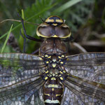Torf-Mosaikjungfer ♀