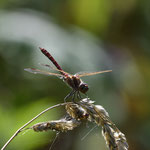Gemeine Heidelibelle ♂