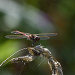 Gemeine Heidelibelle ♂