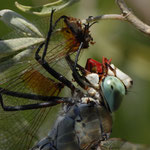 Kleine Königslibelle ♂ frisst Feuerlibelle ♂