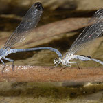 Blaue Orientjungfer