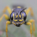 Februar 2026  Grabwespe Mellinus arvensis