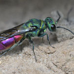 November 2025 Goldwespe Chrysis mediata