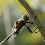 Glänzende Smaragtlibelle ♂