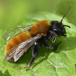 Mai 2024  Fuchsrote Sandbiene ♀