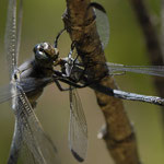 Großer Blaupfeil ♂, frisst Blaue Orientjungfer