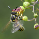 November 2024  Waldwespe