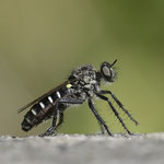 Februar 2023   Kleine Makelfliege ♀