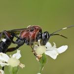 April 2025  Ameisenbläulings-Schlupfwespe ♀