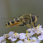 April 2024  Kleine Schwebfliege