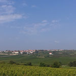 Weinberge bei Freinsheim