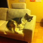 Cashira hat die Couch erobert