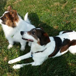 Chantico mit Pflegehund