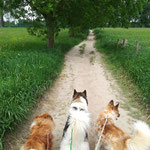 Spaziergang durch die Rheinauen